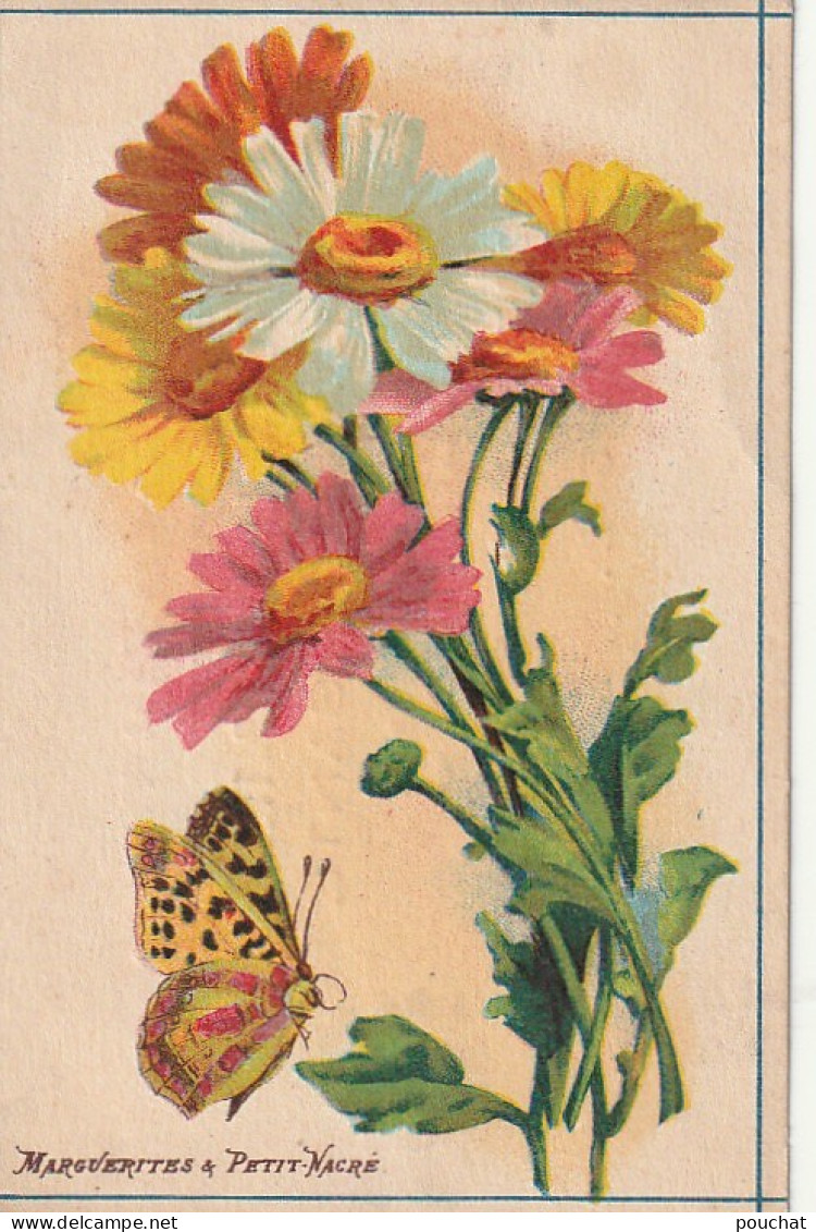 FI 5 - CHROMO PUBLICITAIRE  TISANE BERNARDO  - ILLUSTRATION MARGUERITES MULTICOLORES ET PAPILLON PETIT NACRE - 2 SCANS - Collezioni