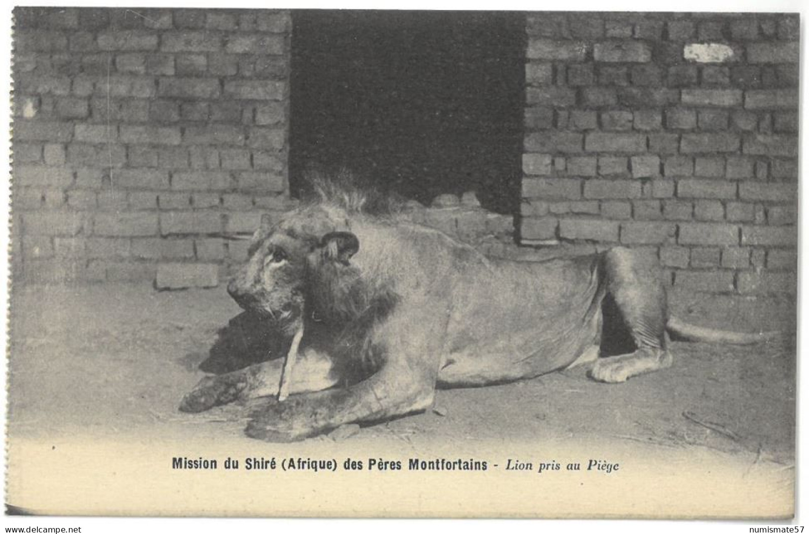 CPA Mission Du Shiré ( Afrique ) Des Pères Montfortains - Lion Pris Au Piège - Ed. A. Tainon , Nantes - Löwen