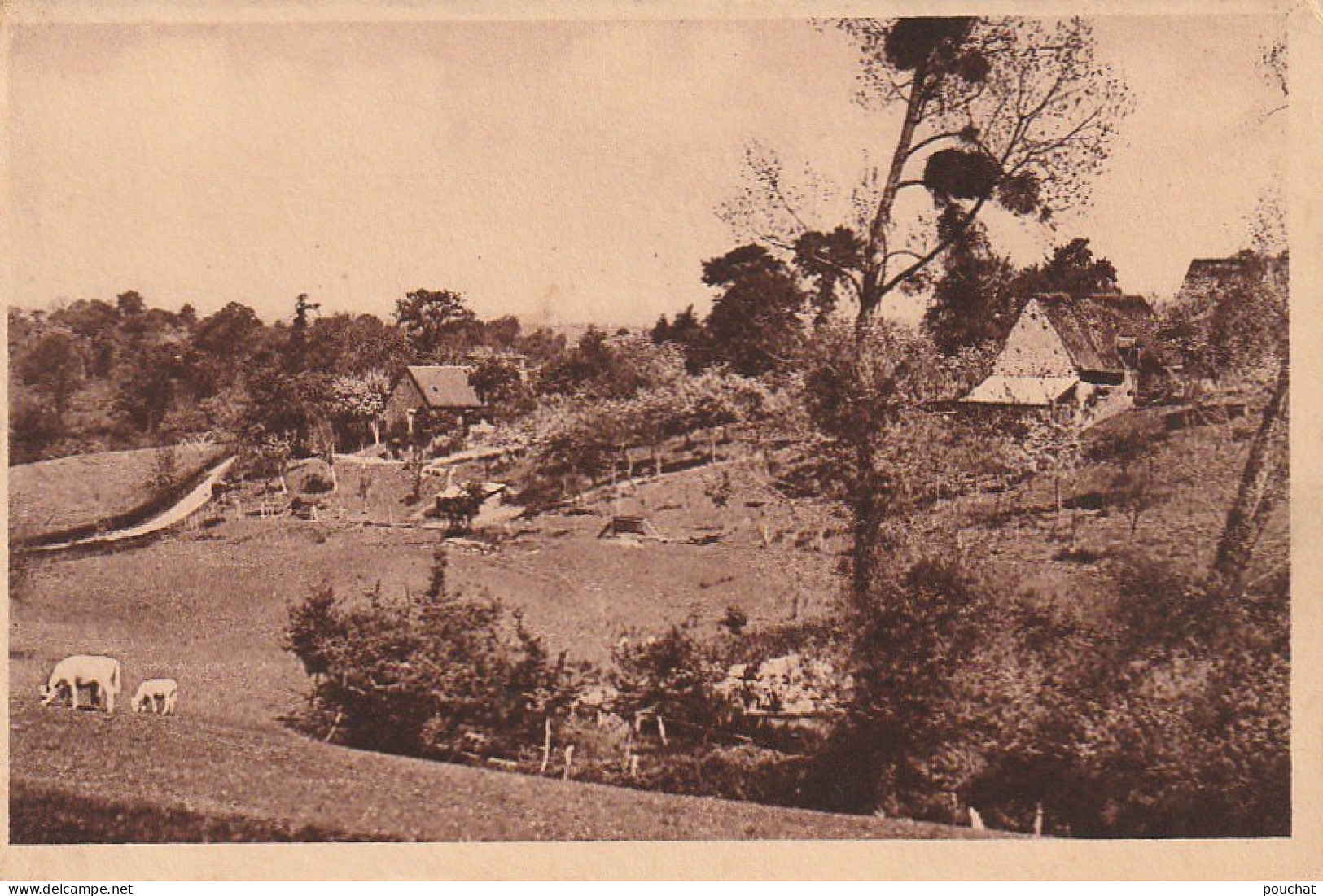 GU 4 -(61) CALIGNY - TYPE DE FERME DU BOCAGE NORMAND  - VACHES AUX PATURAGES  - 2 SCANS - Autres & Non Classés