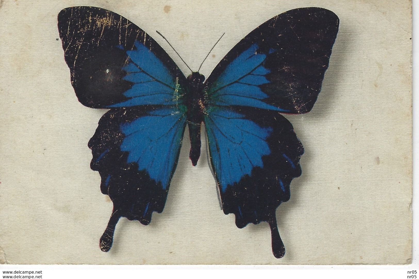 PAPILLON - PAPILIO TELEGONUS ( JAVA ) - Butterflies