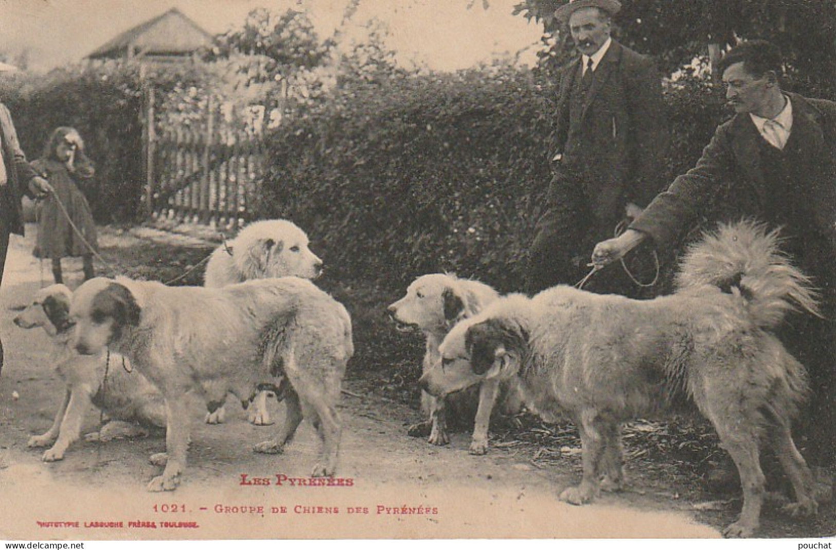 GU Nw - LES PYRENEES - GROUPE DE  CHIENS  DES PYRENEES  - PATOUS   - 2 SCANS - Hunde