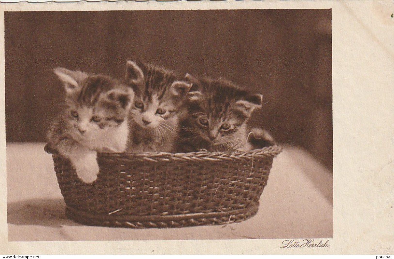 FI 9- TRIO DE CHATONS DANS PANIERE - KATZEN - AUS DER MAPPE : LOTTE HERRLICH - 2 SCANS - Cats