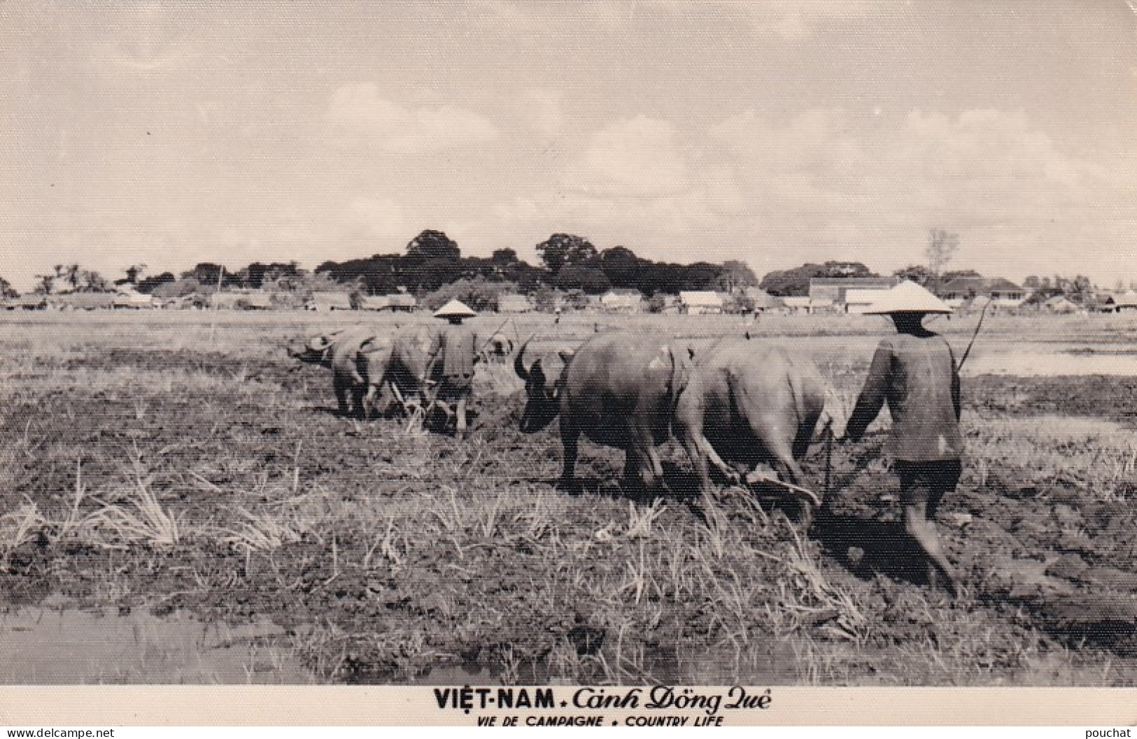 DE Nw27- VIETNAM - VIE DE CAMPAGNE - ATTELAGES BOEUFS , BUFFLES - PAYSANS AUX CHAMPS - Vietnam