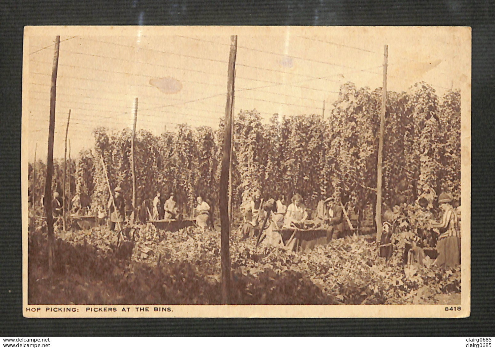 ANGLETERRE - KENT - HOP PICKING - Pickers At The Bins  - Altri & Non Classificati