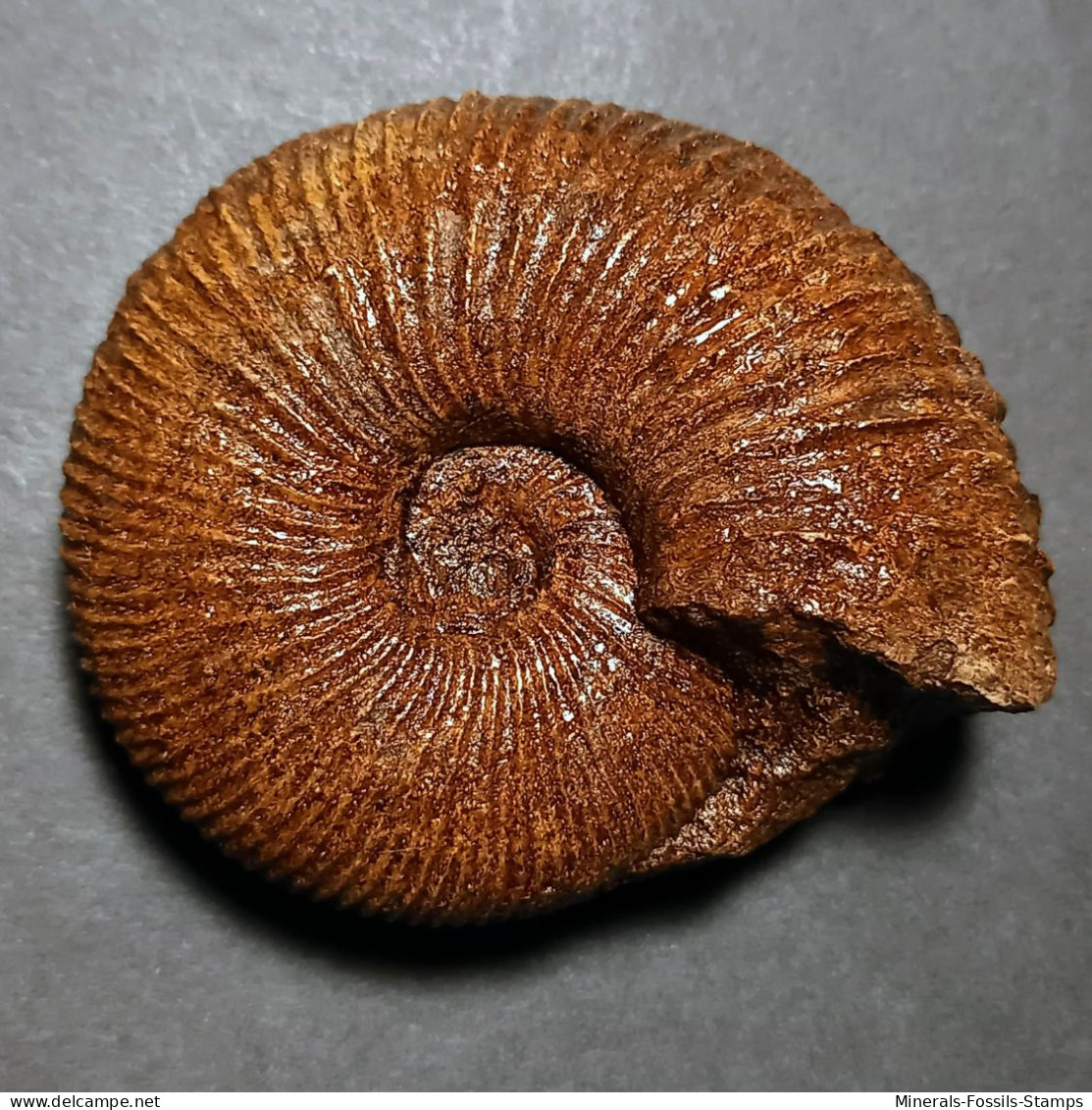 #PRAETOLLIA MAYNCI Ammonite, Jura (Sibirien, Russland) - Fossielen