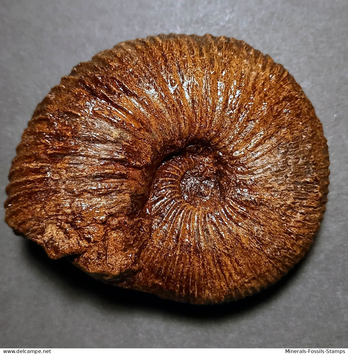 #PRAETOLLIA MAYNCI Ammonite, Jura (Sibirien, Russland) - Fossili