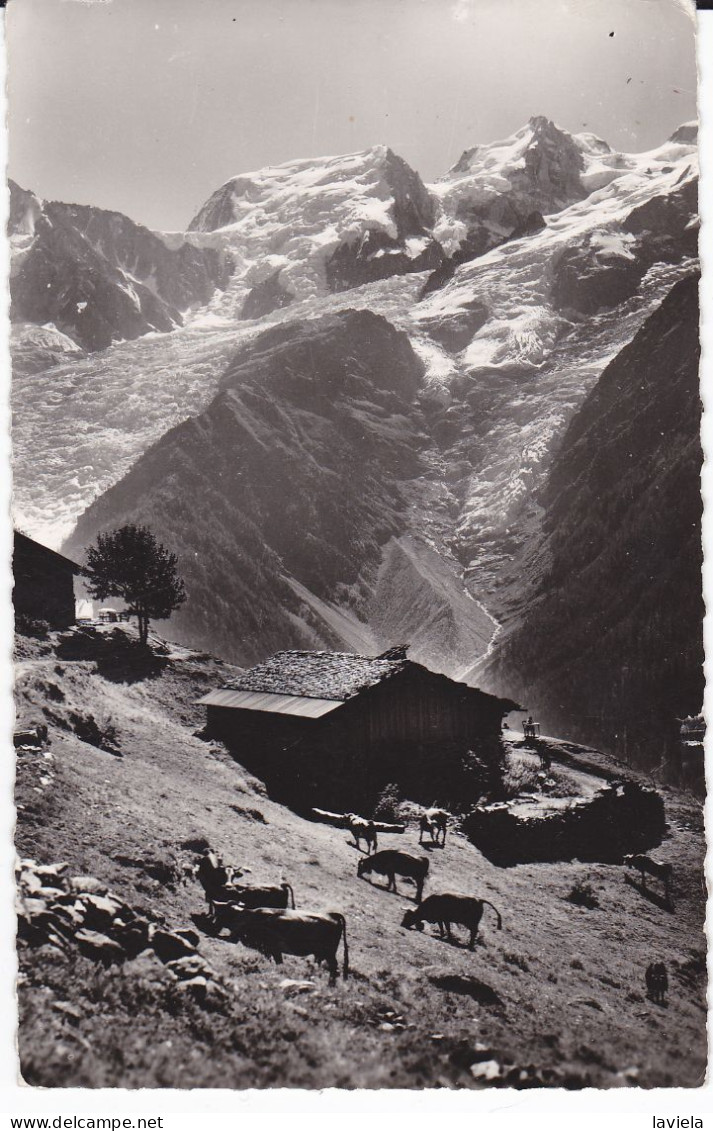 74 Dans Les Hauts Alpages Au Pays Du Mont-Blanc - Circulée 1958 - Chamonix-Mont-Blanc