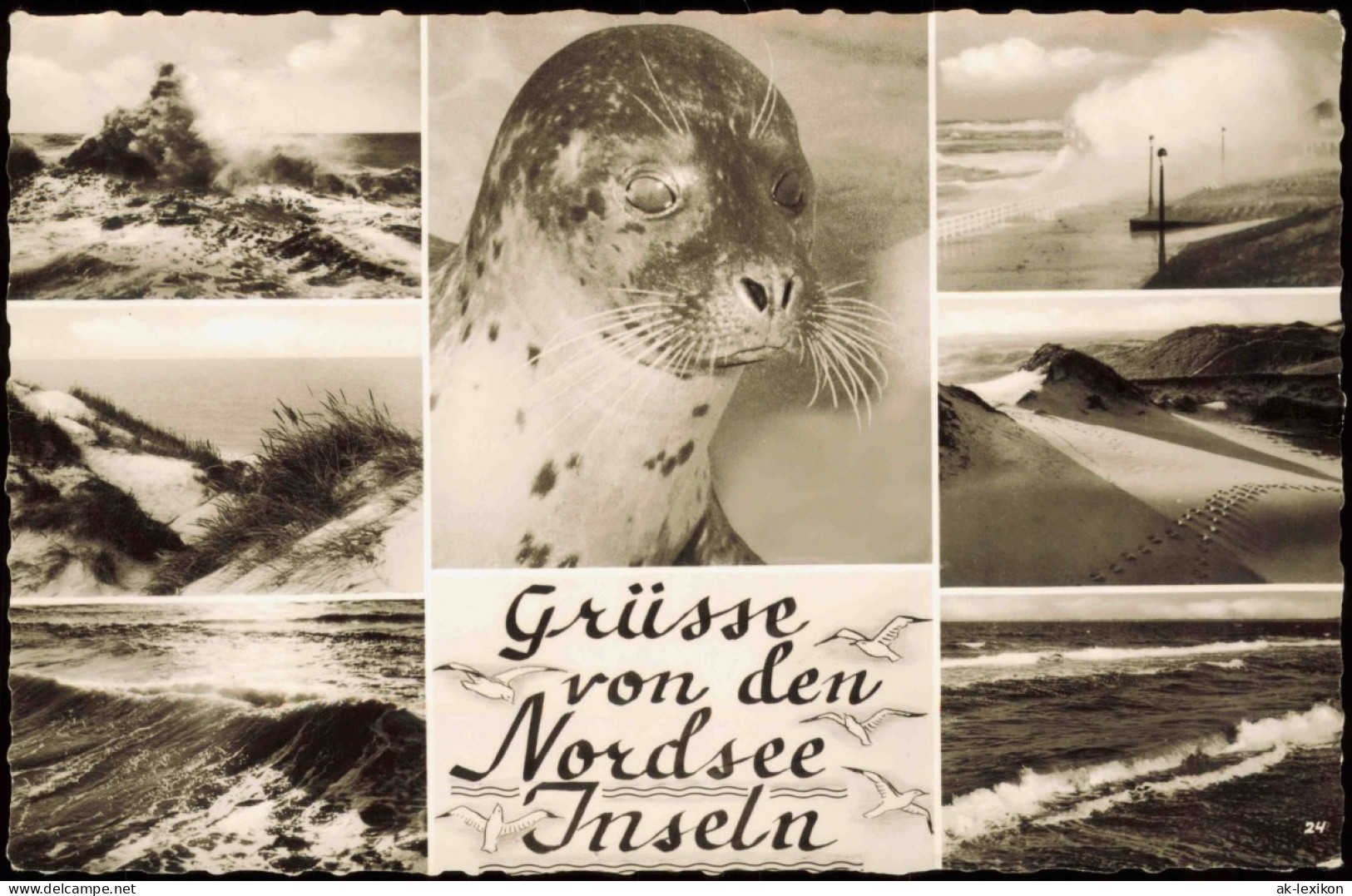 Ansichtskarte  Grüsse Von Den Nordsee Inseln (Mehrbild-AK U.a. Seehund) 1959 - Other & Unclassified