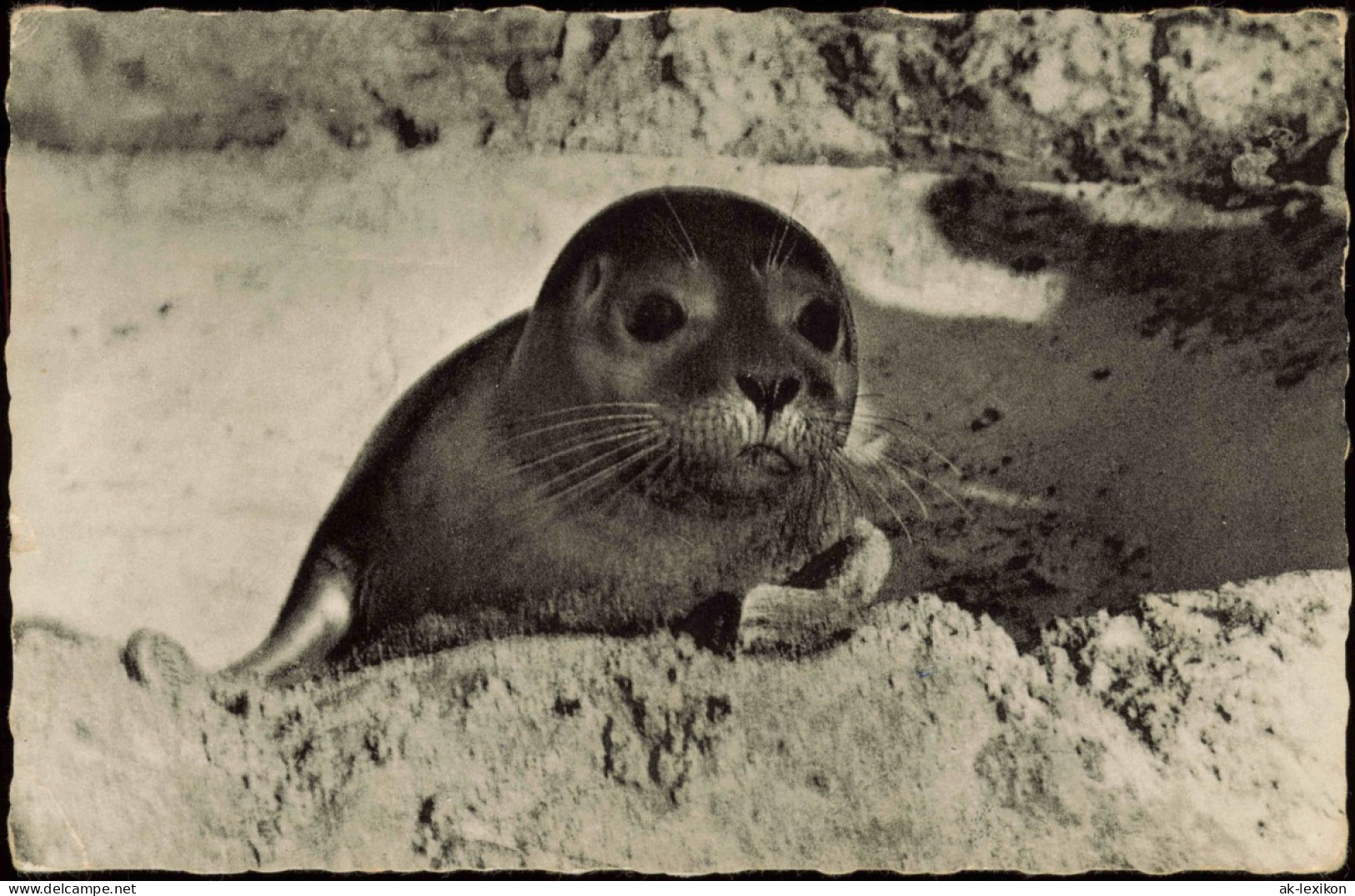 Ansichtskarte Wyk (Föhr) INSEL FÖHR Seehund Am Strand 1960 - Autres & Non Classés