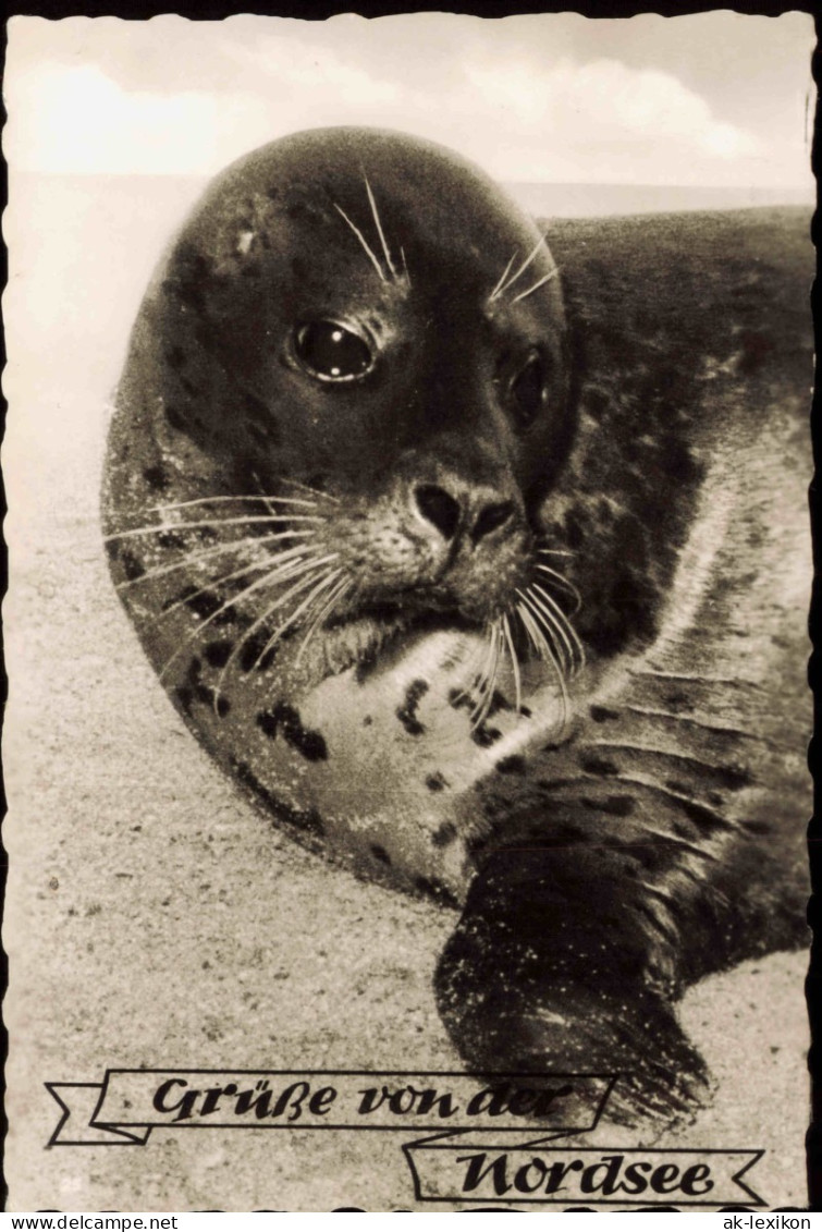 Ansichtskarte  Meer Nordsee - Robbe 1960  Gel. Westerland Sylt - Andere & Zonder Classificatie