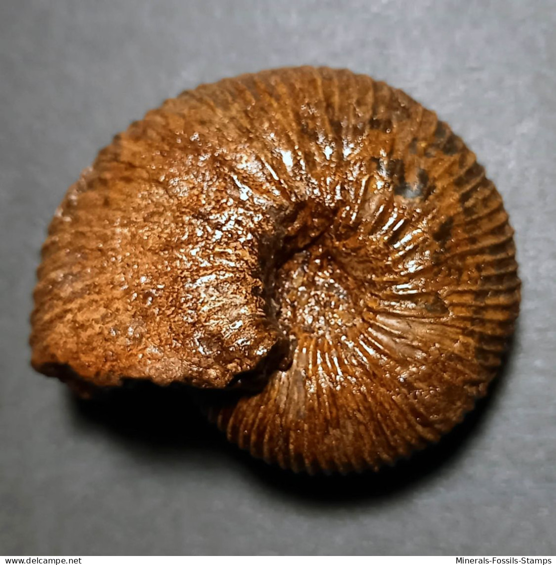 #SURITES SCHULGINAE Ammonite, Jura (Sibirien, Russland) - Fósiles
