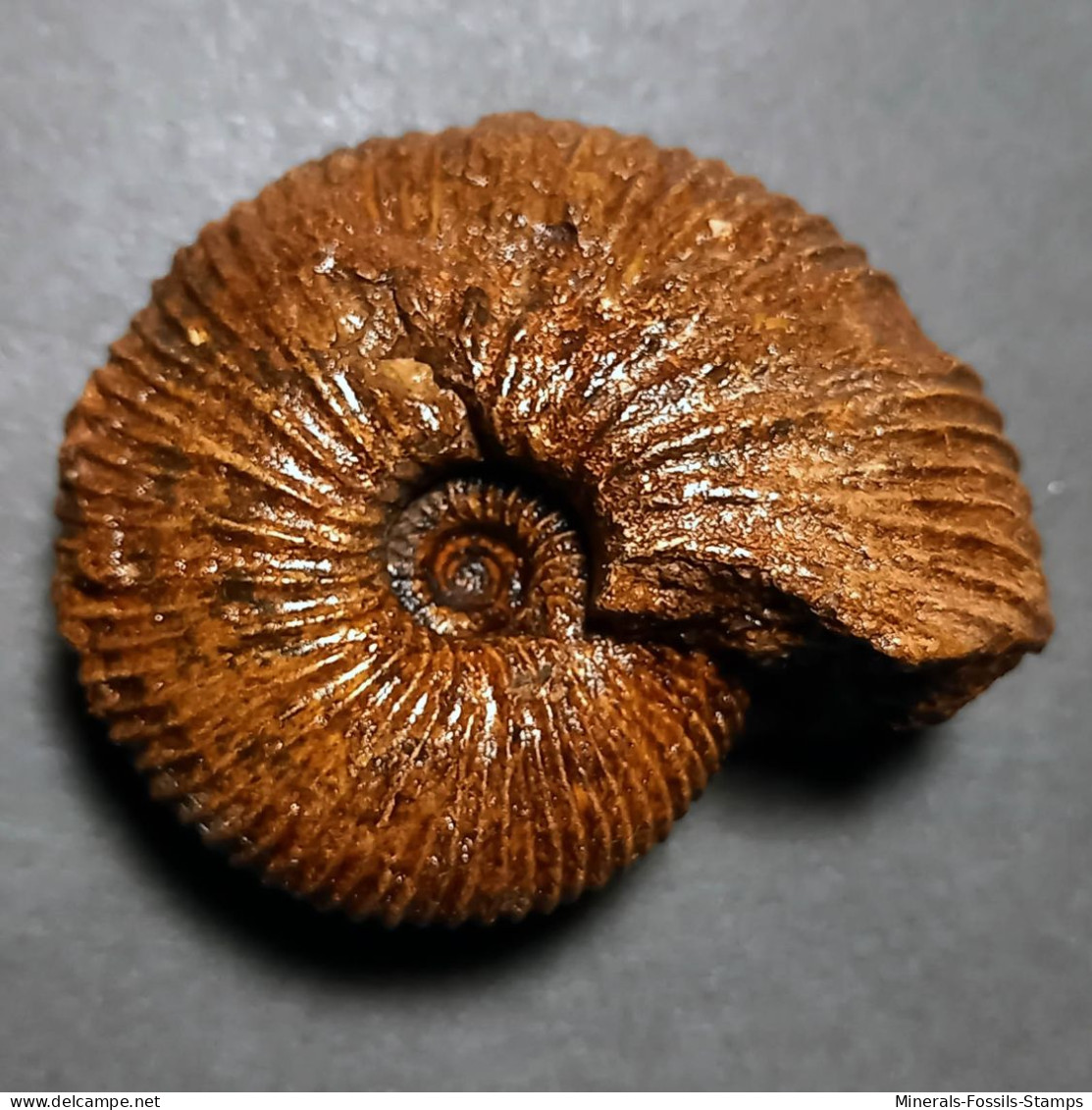 #SURITES SCHULGINAE Ammonite, Jura (Sibirien, Russland) - Fossilien