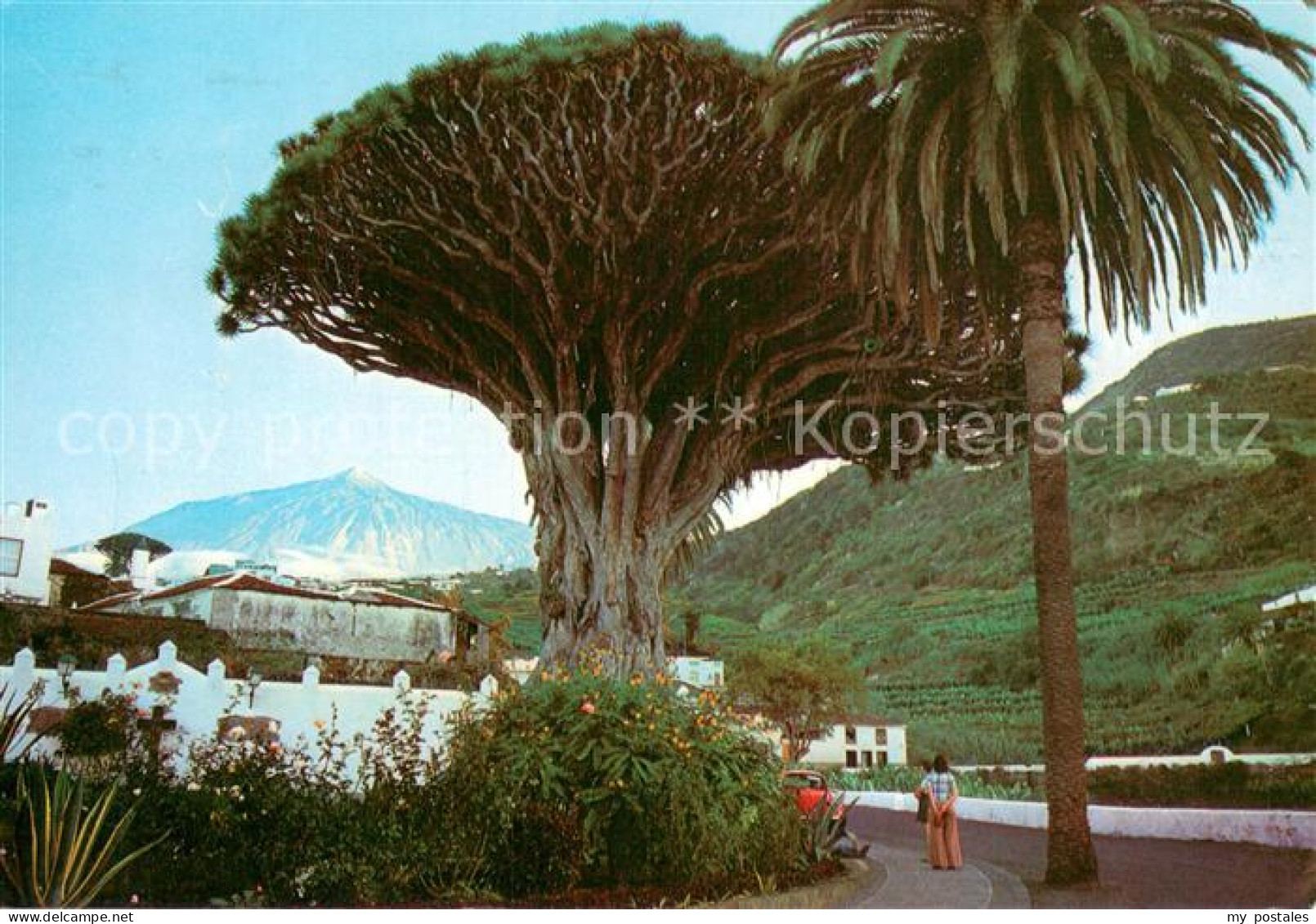 73778886 Icod De Los Vinos Tenerife Islas Canarias ES Drago Milenario Al Fondo E - Sonstige & Ohne Zuordnung