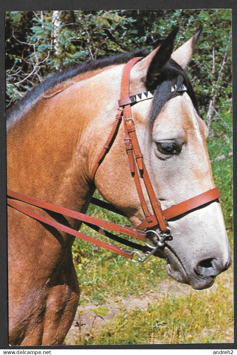 Animal > Cheval - Demi Sang Dont ¼ Sang Arabe - Par Photo Decor - Horses