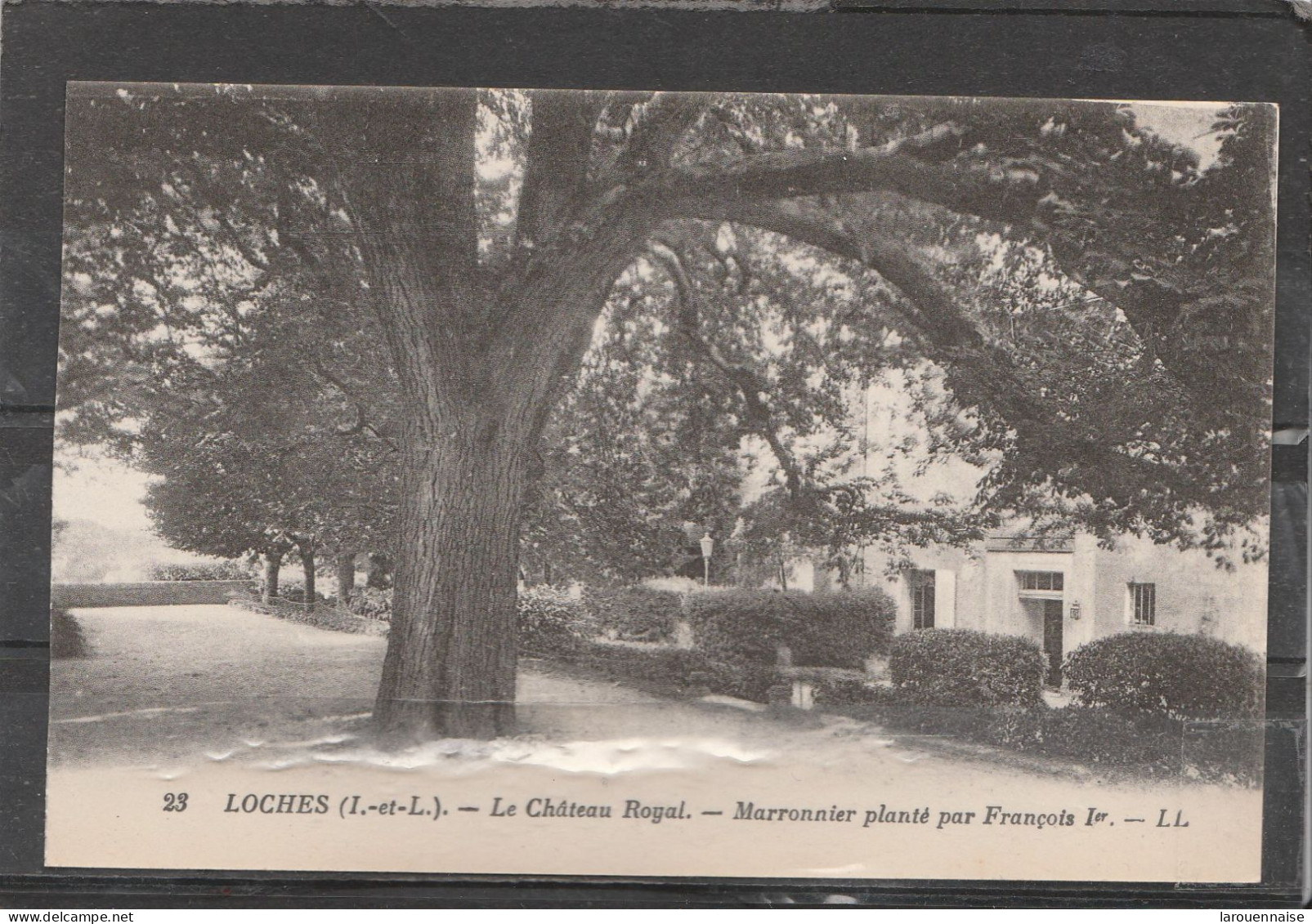 37 - LOCHES - Le Château Royal - Marronnier Planté Par François 1er (arbre Remarquable) - Loches