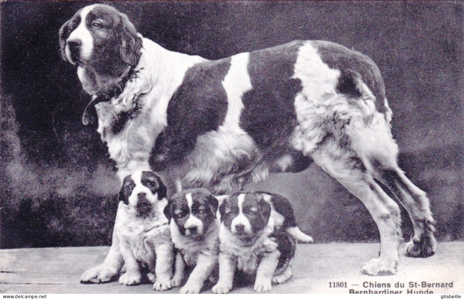 Chiens Du Saint Bernard - Bernhardiner Hunde - Chiens