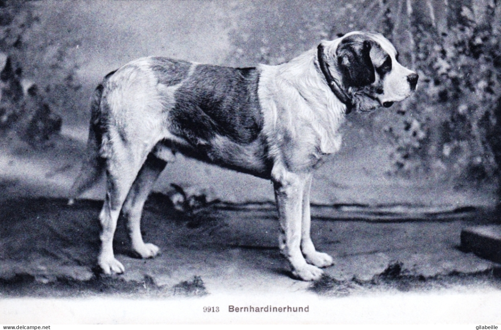 Chien Du Saint Bernard - Bernhardiner Hunde - Hunde