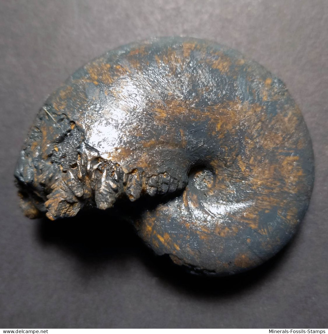 #CALLIPHYLLOCERAS NIZINANUM Fossile, Ammonite, Kreide (Vereinigte Staaten, USA) - Fósiles