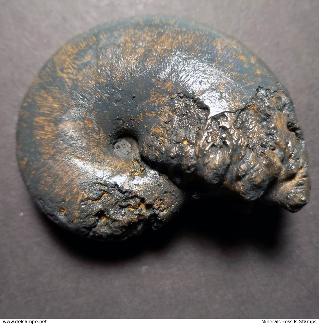 #CALLIPHYLLOCERAS NIZINANUM Fossile, Ammonite, Kreide (Vereinigte Staaten, USA) - Fossielen