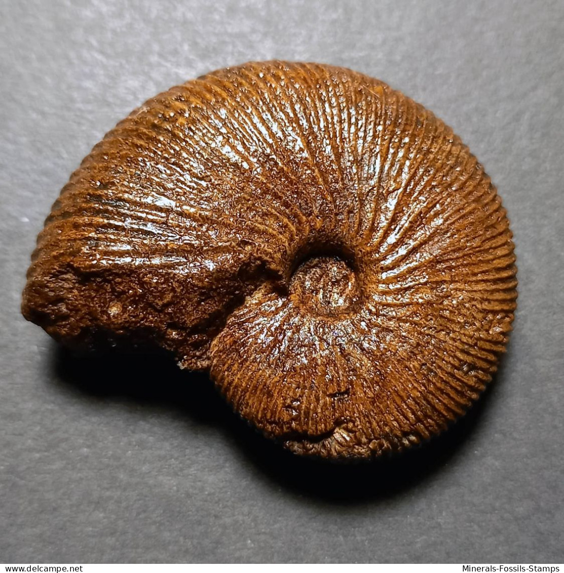 #EPIMAYAITES FALCOIDES Fossile Ammoniten Jura (Indien) - Fósiles