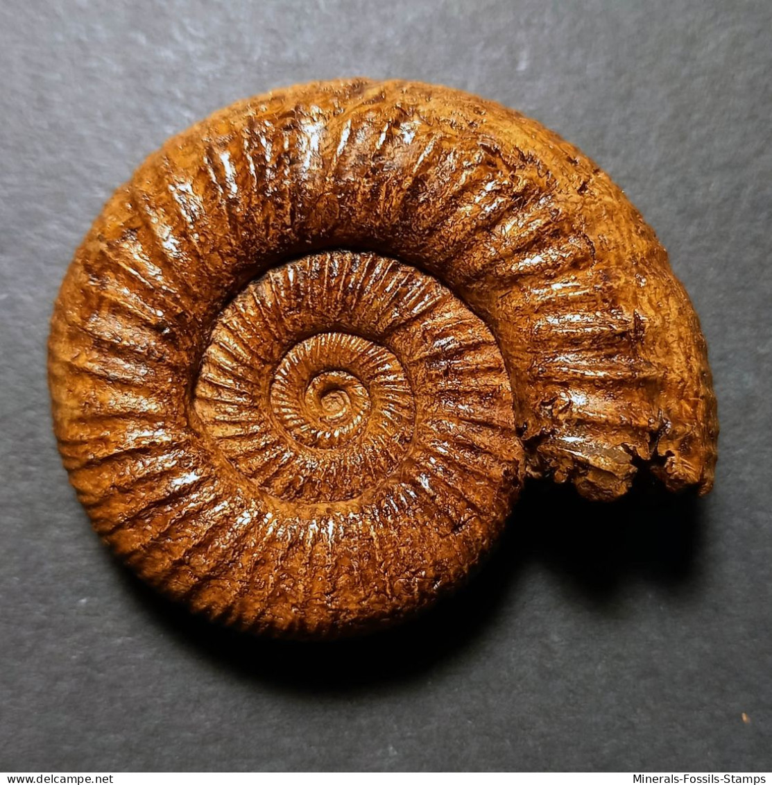#GRAEFENBERGITES ARANCENSIS Fossile Ammoniten Jura (Frankreich) - Fossielen
