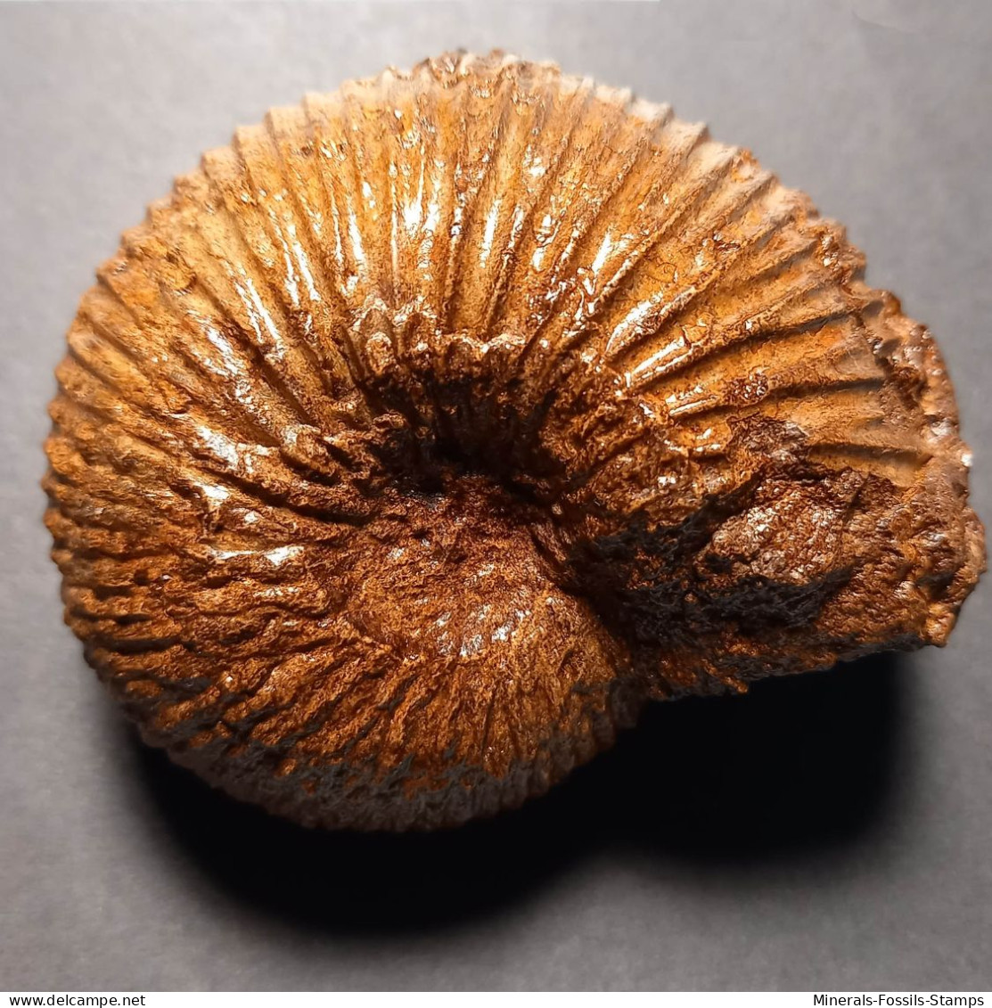 #MAYAITES OBESUS Fossile Ammoniten Jura (Indien) - Fossilien