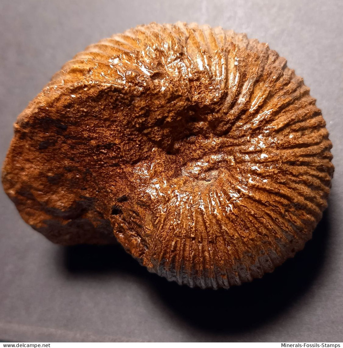 #MAYAITES OBESUS Fossile Ammoniten Jura (Indien) - Fossils