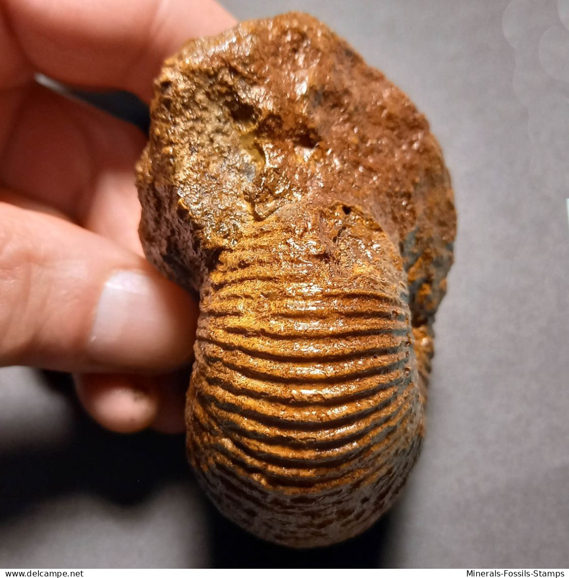 #MAYAITES OBESUS Fossile Ammoniten Jura (Indien) - Fossilien