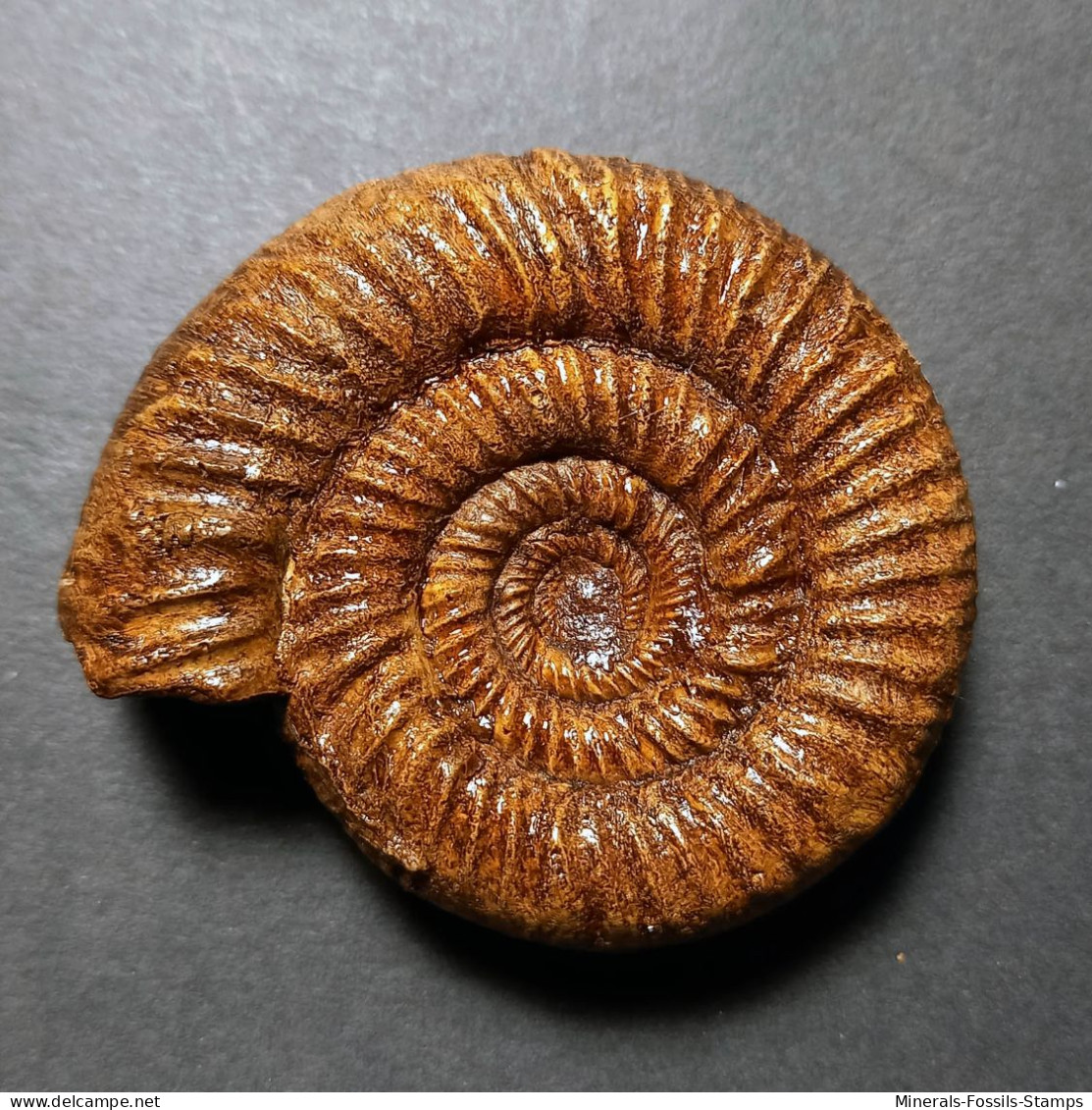 #MICROBIPLICES PROWITTEANUS Fossile Ammoniten Jura (Frankreich) - Fossielen