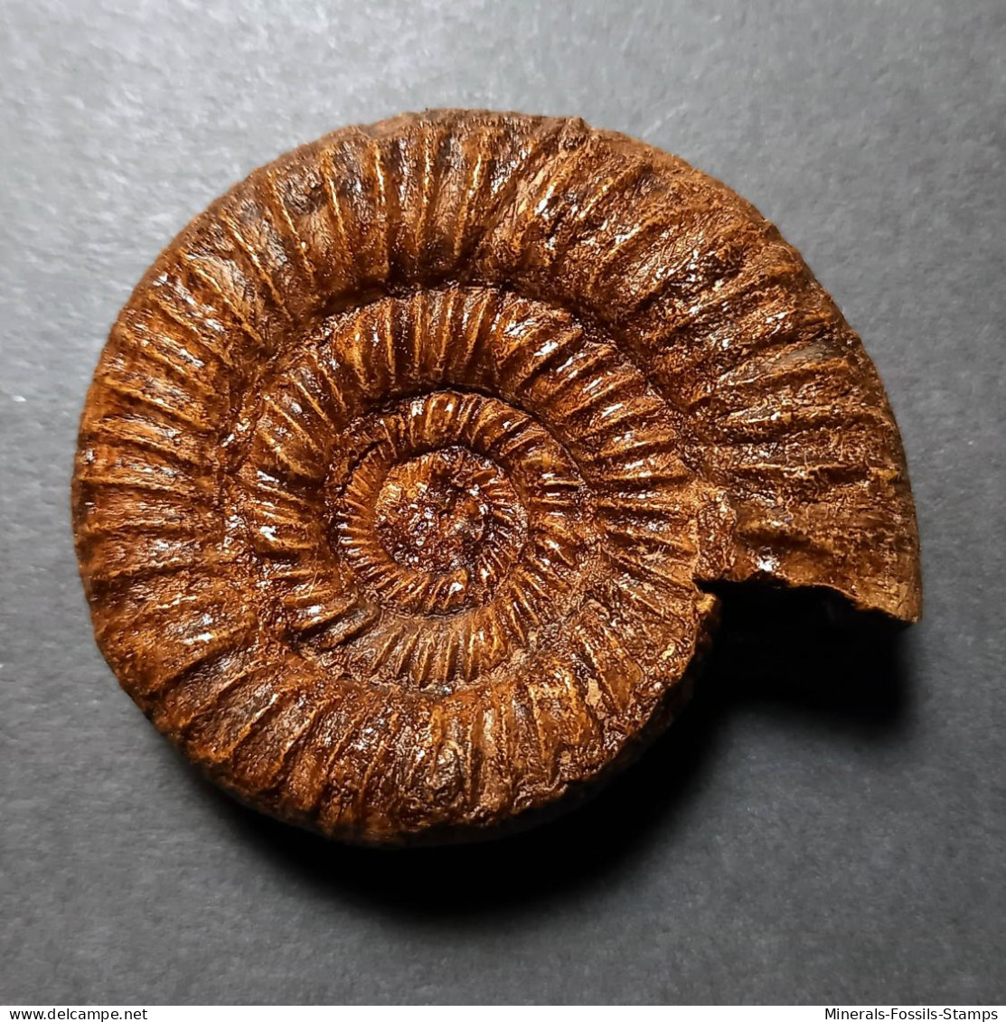 #MICROBIPLICES PROWITTEANUS Fossile Ammoniten Jura (Frankreich) - Fossils