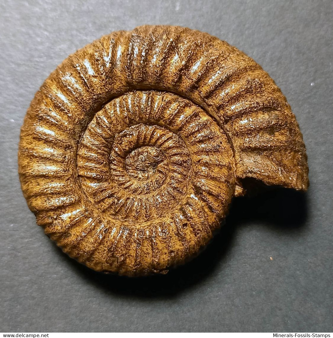 #PERISPHINCTES ARKELLI Fossile Ammoniten Jura (Frankreich) - Fossielen