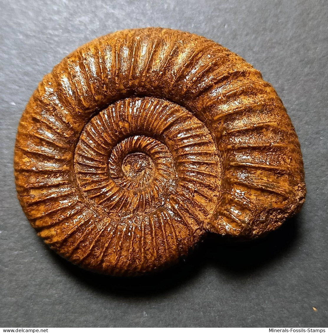 #PERISPHINCTES BIFURCATUS Fossile Ammoniten Jura (Frankreich) - Fossilien