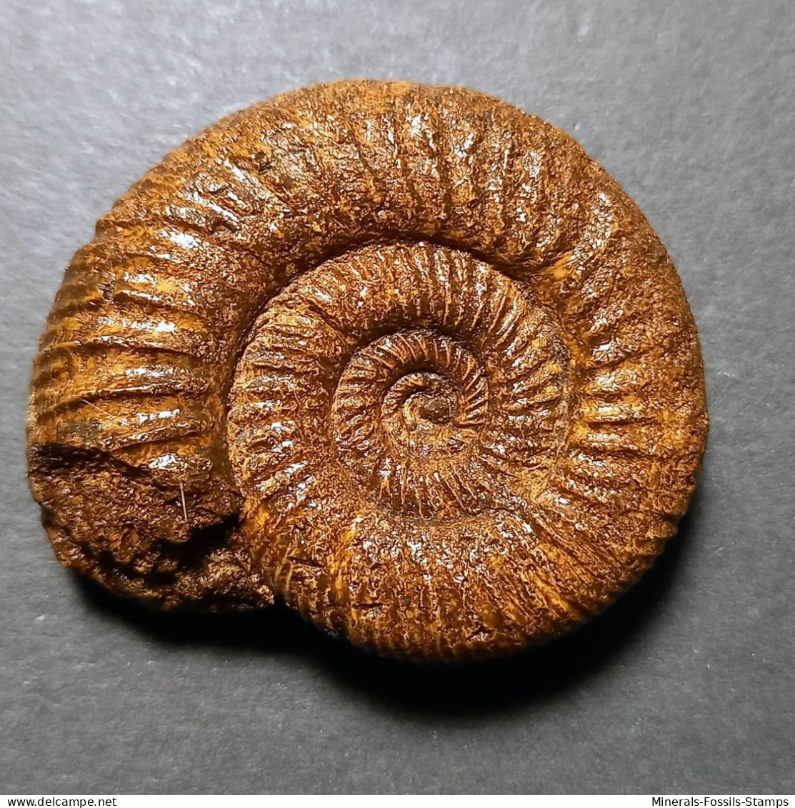#PERISPHINCTES BIFURCATUS Fossile Ammoniten Jura (Frankreich) - Fósiles