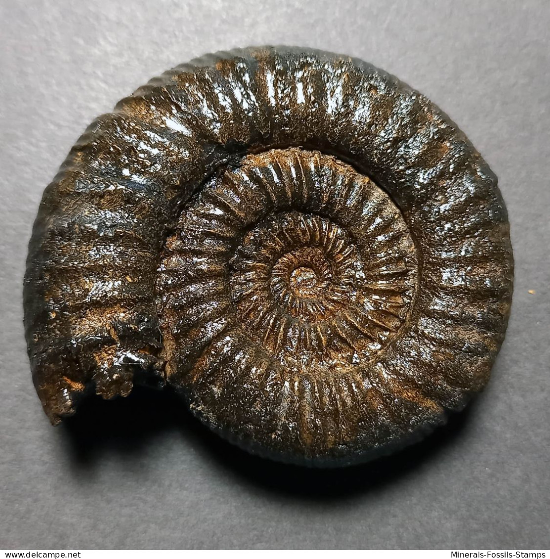 #PERISPHINCTES INDOGERMANUS Fossile Ammoniten Jura (Indien) - Fósiles