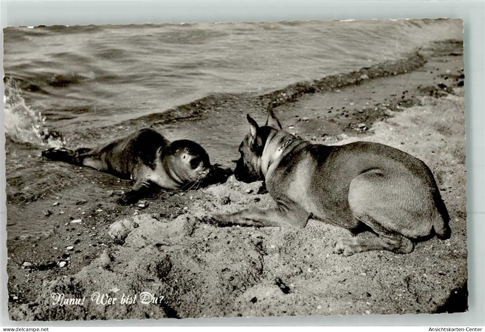 39423305 - Seerobbe Nanu Wer Bist Du - Hunde