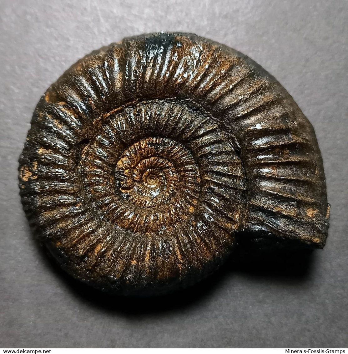 #PERISPHINCTES PAGRI Fossile Ammoniten Jura (Indien) - Fossils