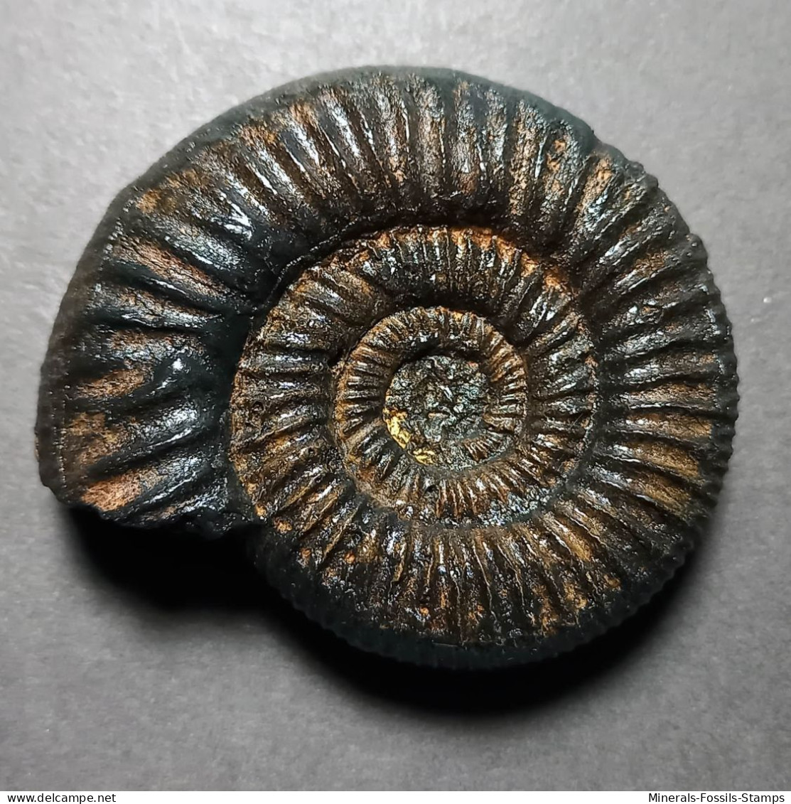 #PERISPHINCTES PAGRI Fossile Ammoniten Jura (Indien) - Fósiles
