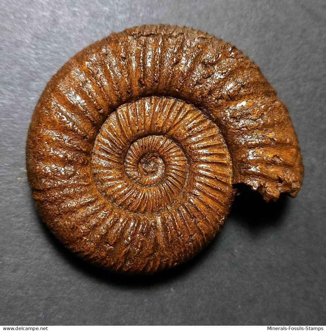 #PERISPHINCTES NERUNENSIS Fossile Ammoniten Jura (Indien) - Fossielen