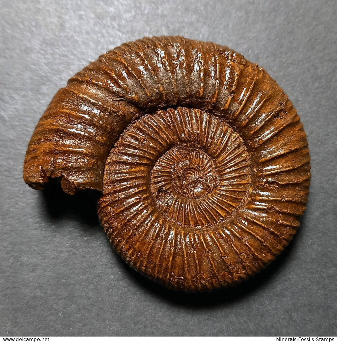 #PERISPHINCTES NERUNENSIS Fossile Ammoniten Jura (Indien) - Fósiles