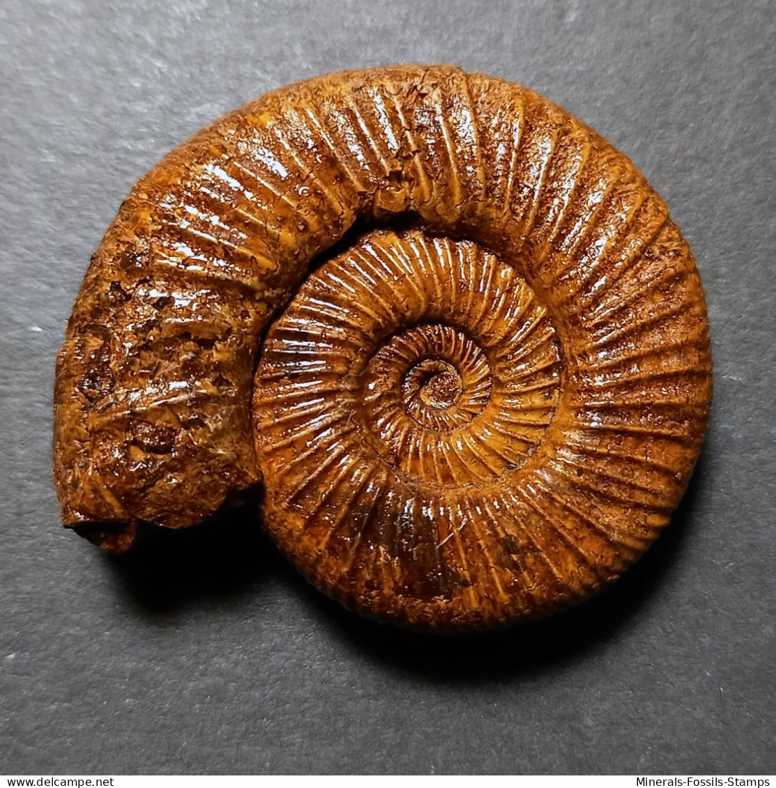 #PERISPHINCTES STENOCYCLOIDES Fossile Ammoniten Jura (Frankreich) - Fósiles