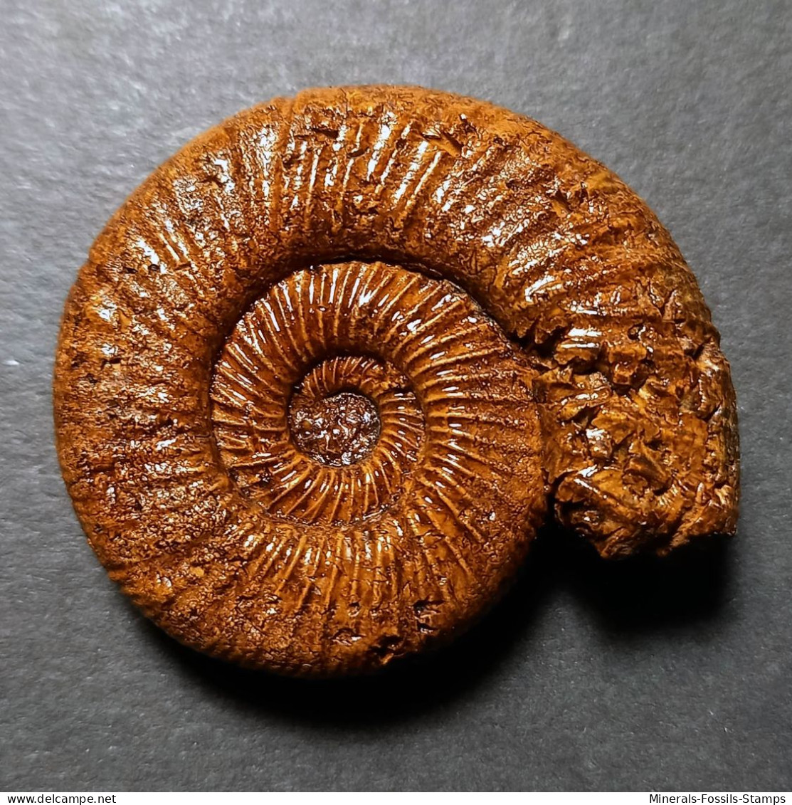 #PERISPHINCTES STENOCYCLOIDES Fossile Ammoniten Jura (Frankreich) - Fossils