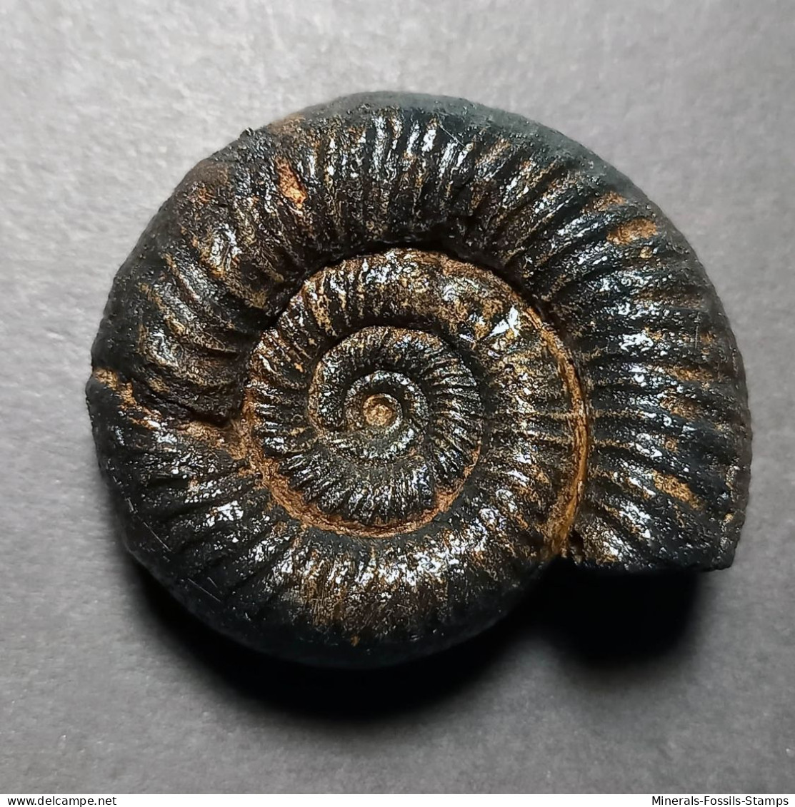 #PERISPHINCTES SUBEVOLUTUS Fossile Ammoniten Jura (Indien) - Fossilien