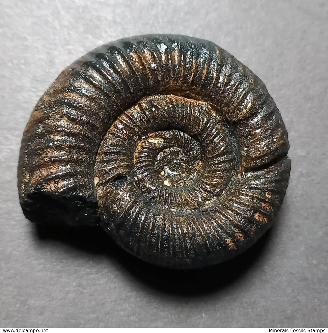 #PERISPHINCTES SUBEVOLUTUS Fossile Ammoniten Jura (Indien) - Fósiles