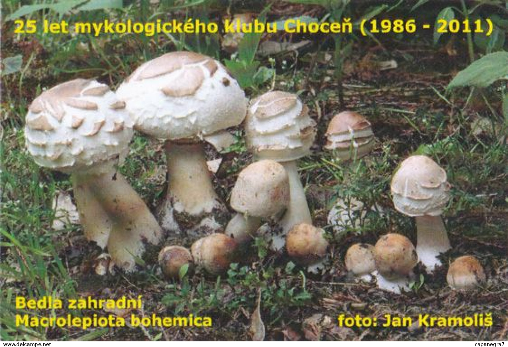 Macrolepiota Rachodes Var. Bohemica, Mushrooms, MK Choceň, Czech Rep., 90 X 60 Mm, 2012 - Small : 2001-...