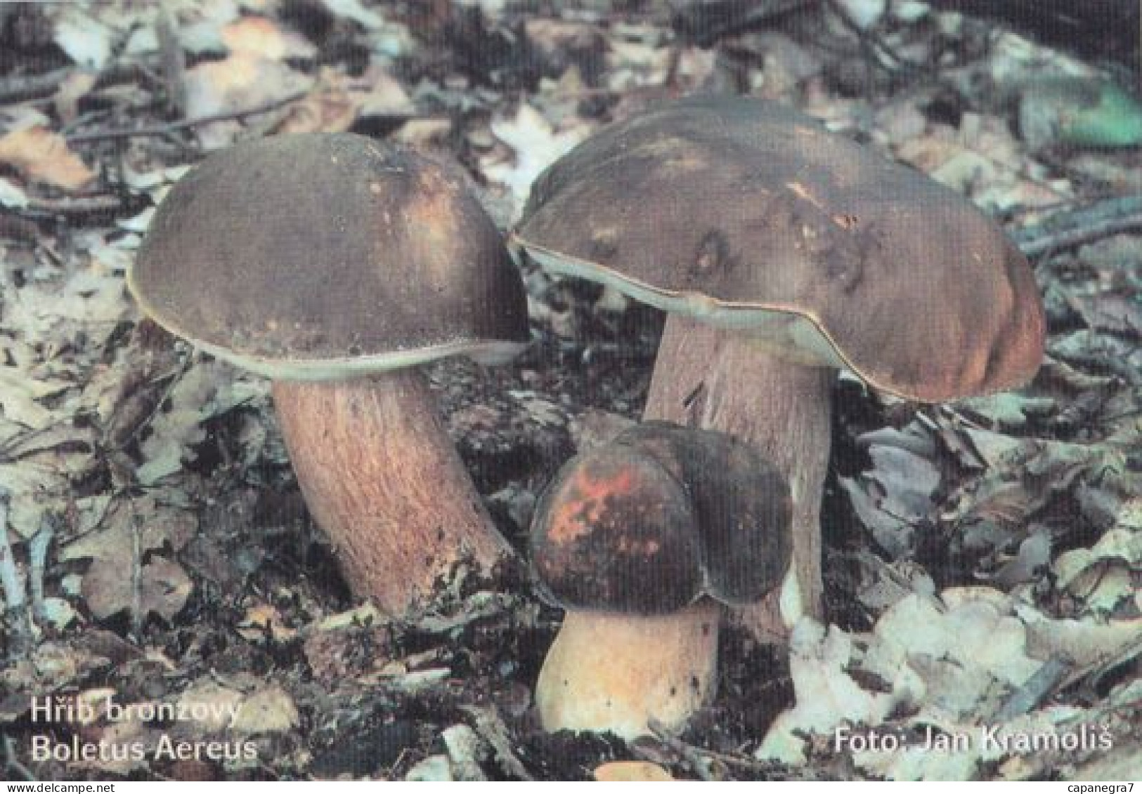 Boletus Aereus. Mushrooms, MK Choceň, Czech Rep., 90 X 60 Mm, 2007 - Small : 2001-...