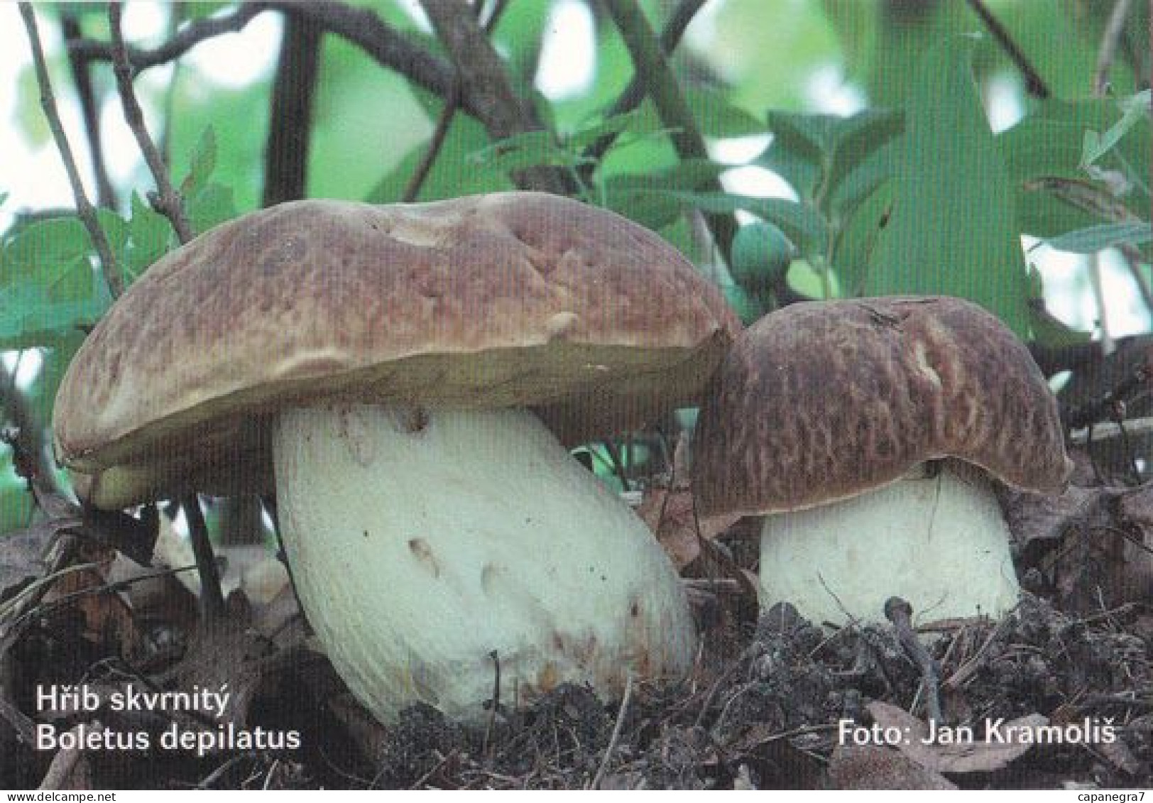 Boletus Depilatus, Mushrooms, MK Choceň, Czech Rep., 90 X 60 Mm, 2013 - Formato Piccolo : 2001-...