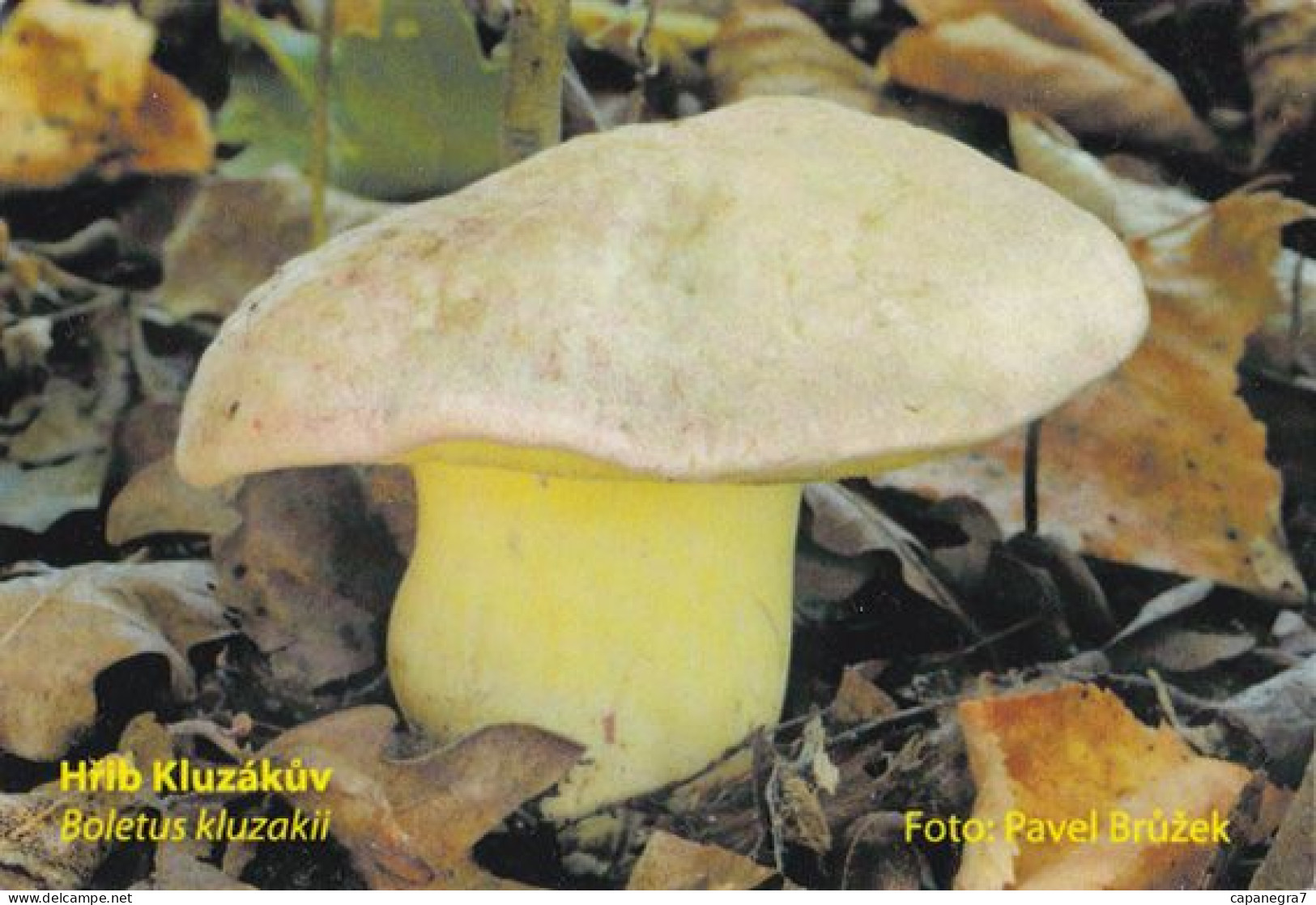 Boletus Kluzakii, Mushrooms, MK Choceň, Czech Rep., 90 X 60 Mm, 2014 - Kleinformat : 2001-...