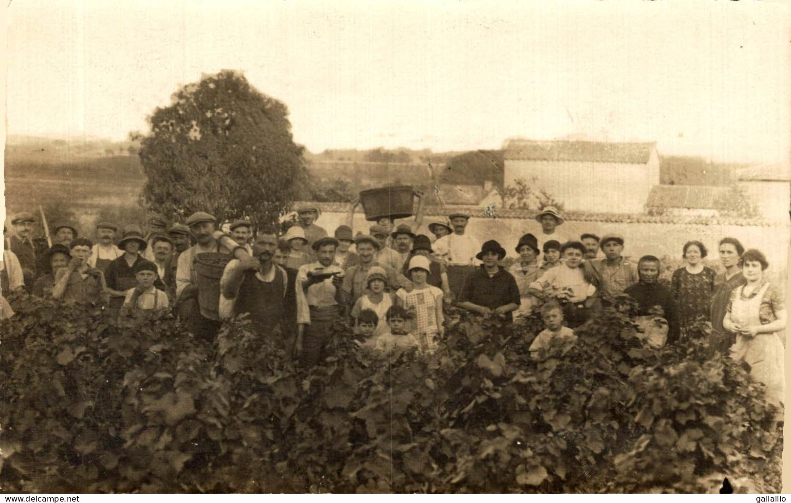 CARTE PHOTO VENDANGE A IDENTIFIER - Fotografie