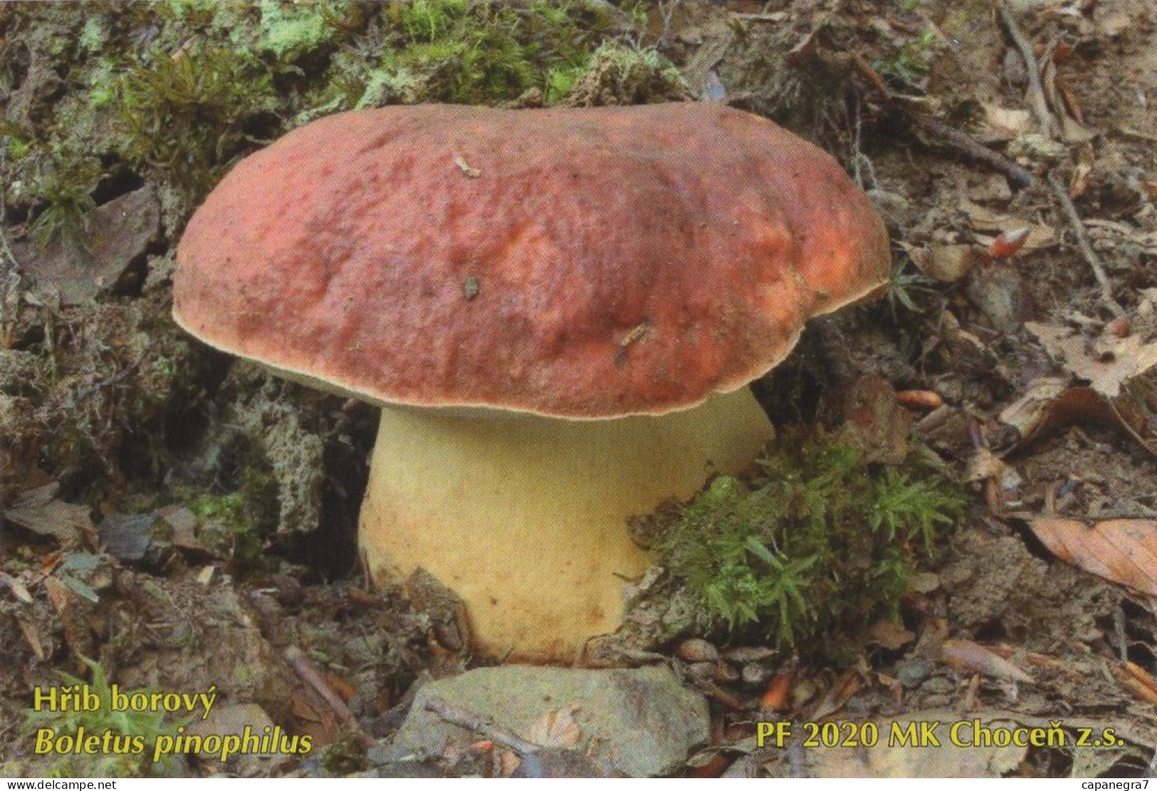 Boletu Pinophilus, Mushrooms, MK Choceň, Czech Rep., 90 X 60 Mm, 2020 - Small : 2001-...