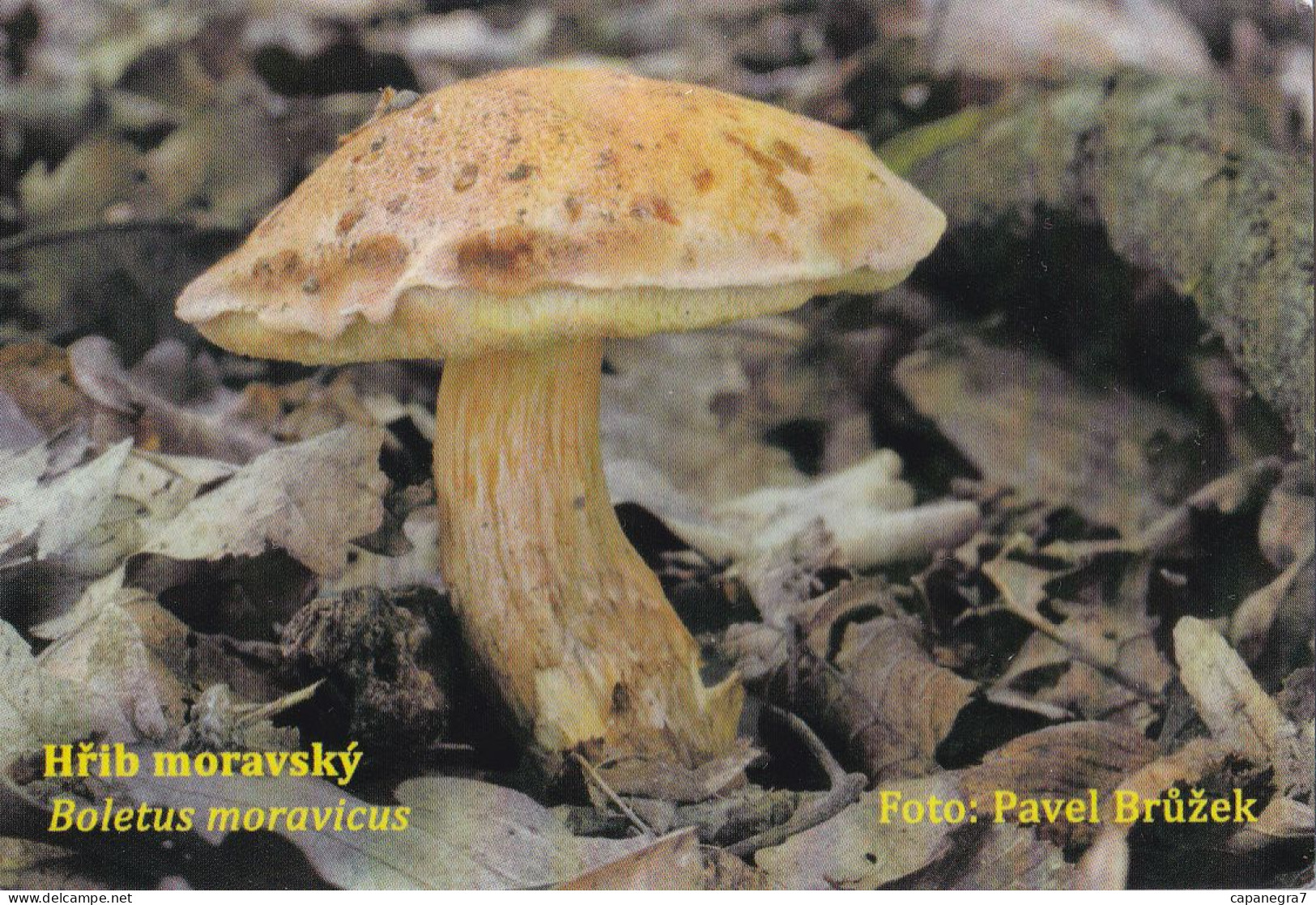 Boletus Moravicus Mushrooms, MK Choceň, Czech Rep., 90 X 60 Mm, 2016 - Petit Format : 2001-...